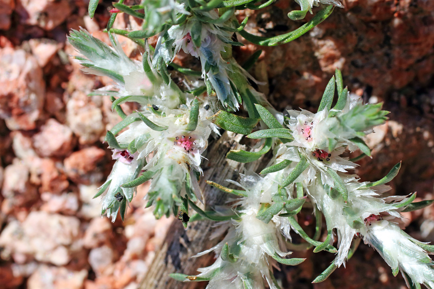 Image of Polygonum paronychioides specimen.