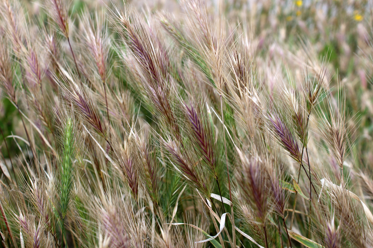 Image of Hordeum murinum specimen.