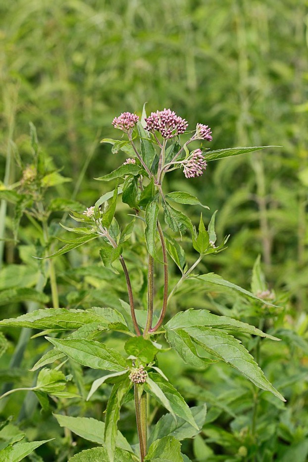 Image of Eupatorium cannabinum specimen.