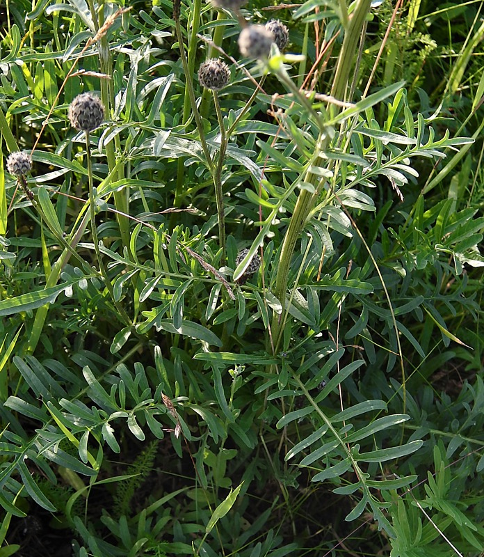 Image of Centaurea scabiosa specimen.