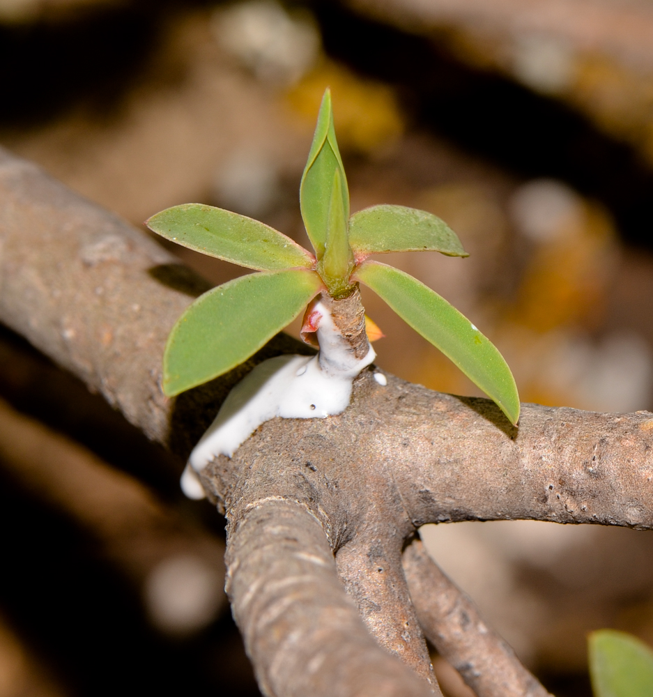 Image of Euphorbia balsamifera specimen.