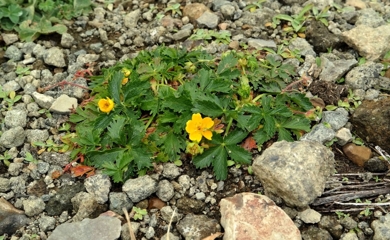 Image of genus Potentilla specimen.