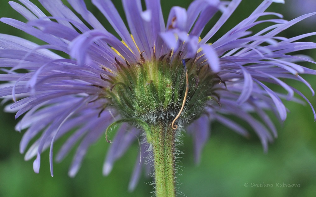 Image of genus Erigeron specimen.