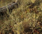 Artemisia lercheana. Отцветающее растение. Крым, Карадагский заповедник, биостанция, степной склон. 7 ноября 2016 г.