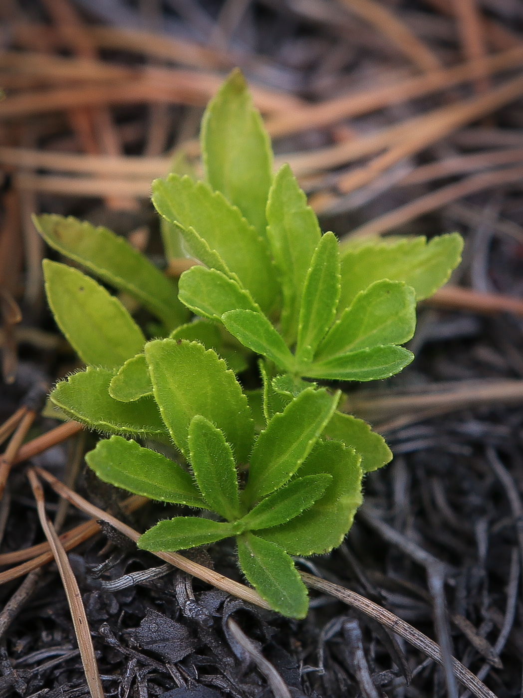 Image of Veronica officinalis specimen.