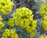 Alyssum lenense