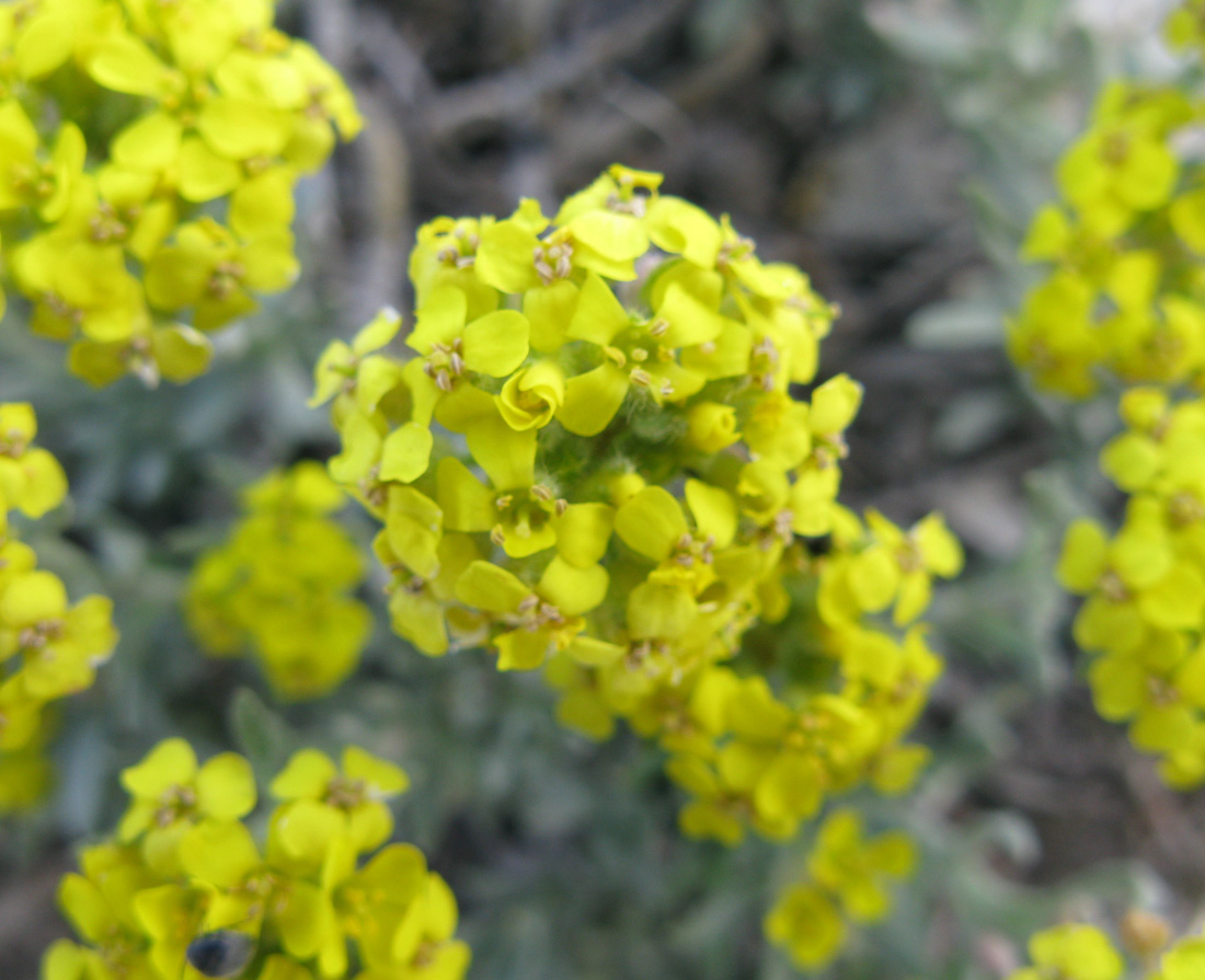 Изображение особи Alyssum lenense.