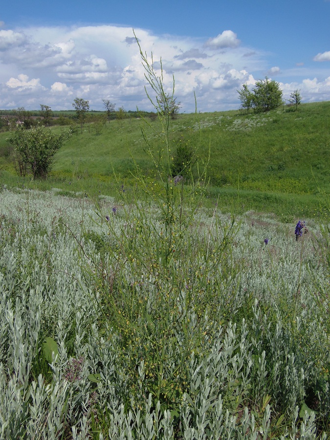 Изображение особи Asparagus officinalis.