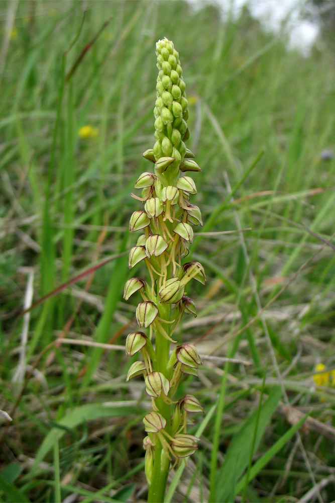 Image of Orchis anthropophora specimen.