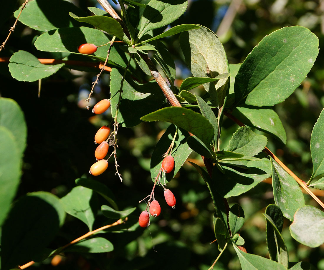 Image of Berberis vulgaris specimen.