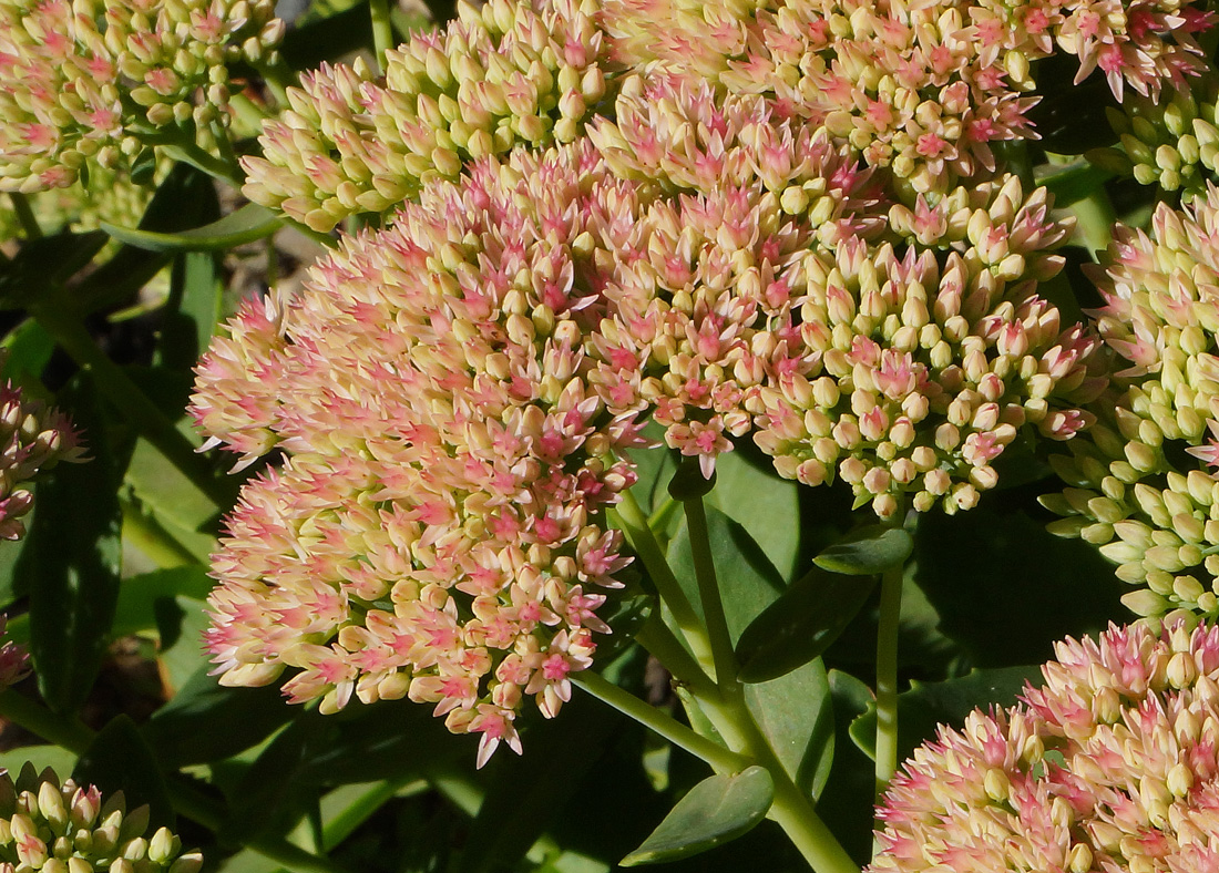 Image of Hylotelephium spectabile specimen.