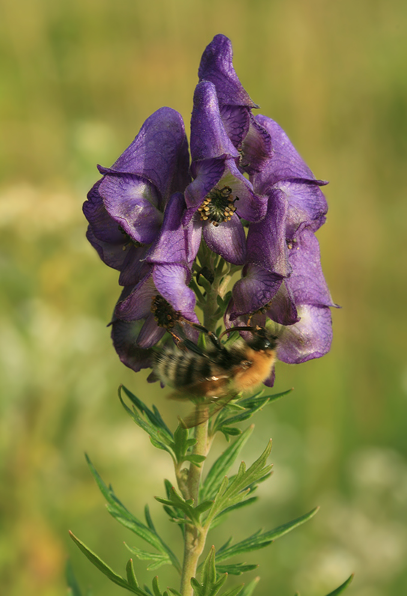 Image of Aconitum sachalinense specimen.