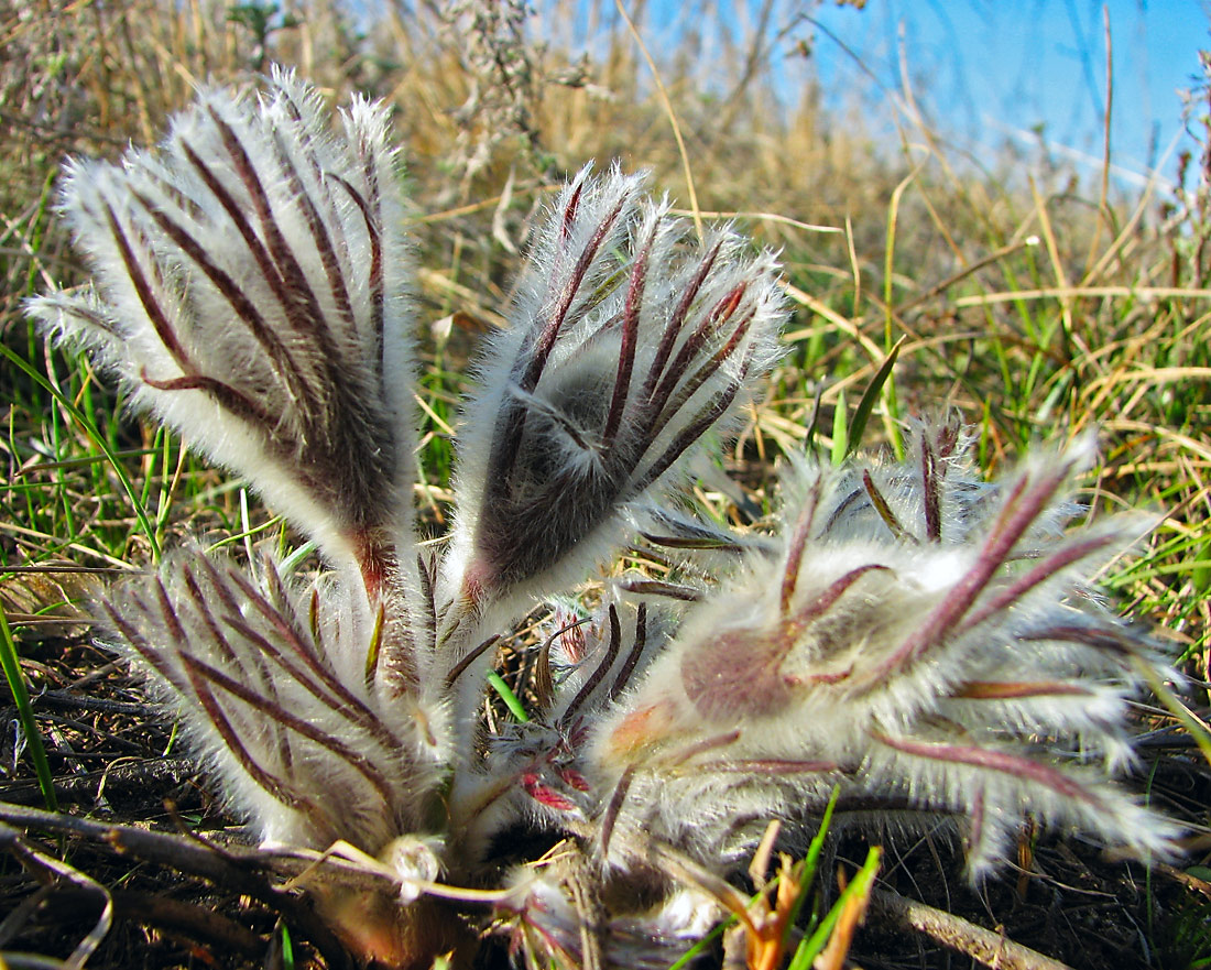 Image of Pulsatilla bohemica specimen.