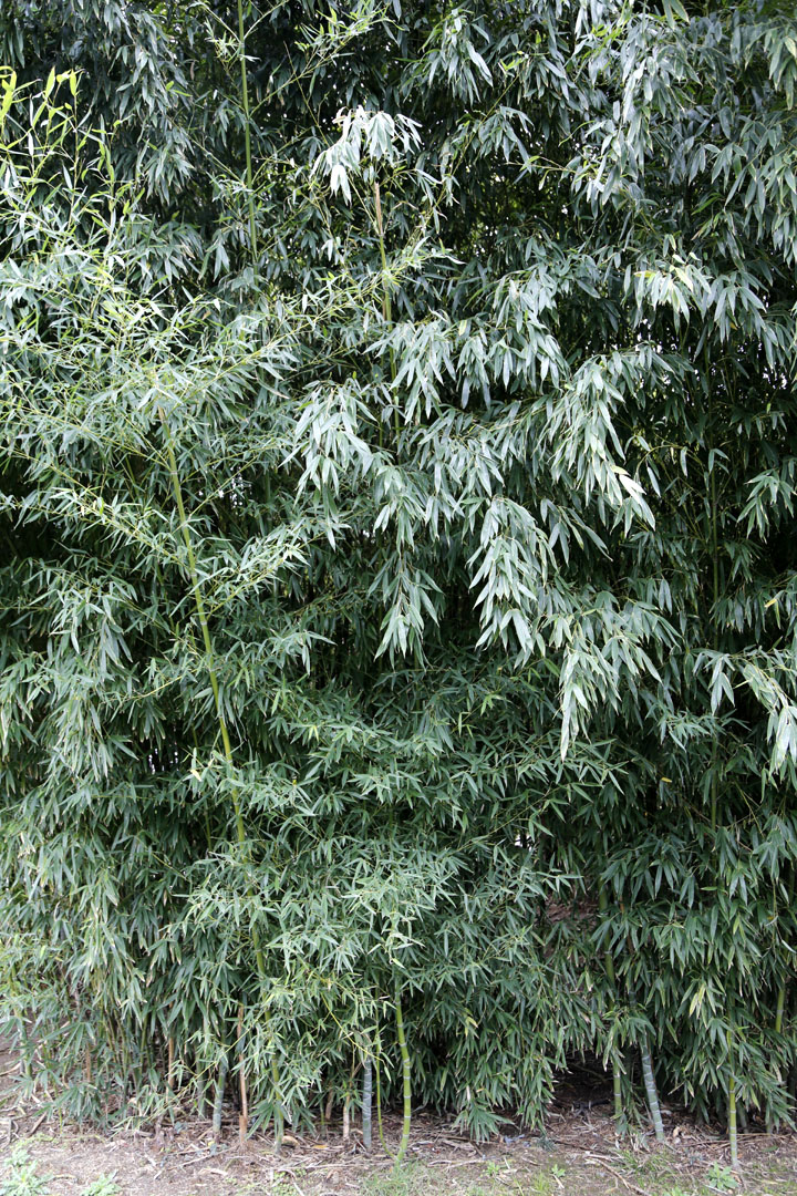 Изображение особи род Phyllostachys.