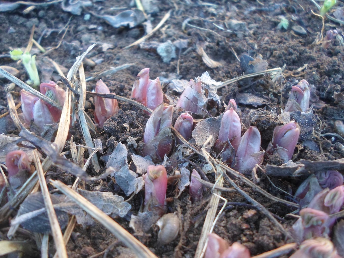 Image of Dicentra formosa specimen.