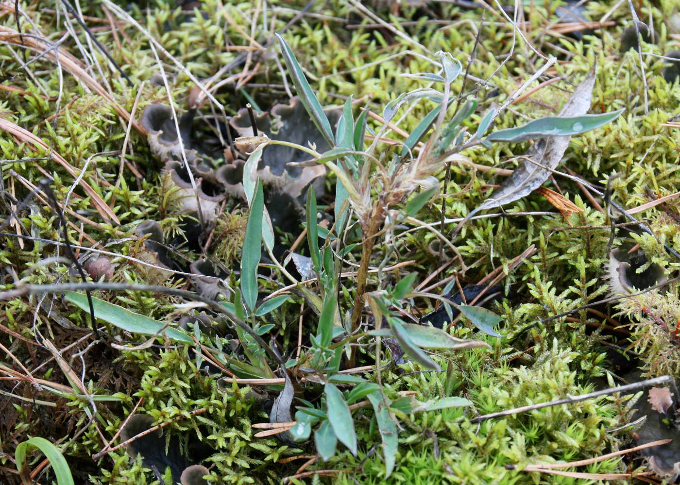 Image of genus Anthyllis specimen.