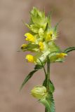 Rhinanthus vernalis. Соцветие. Нижегородская обл., Кстовский р-н, луг на правом берегу р. Волга. 23.06.2017.