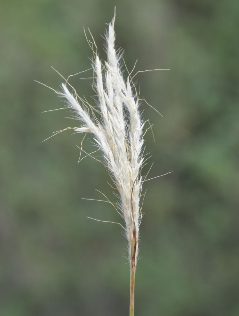 Изображение особи Bothriochloa ischaemum.