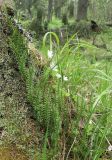 Lycopodium annotinum. Растение на комле дерева. Осино-ельник кисличный, Валдайский р-н Новгородской обл., середина мая.