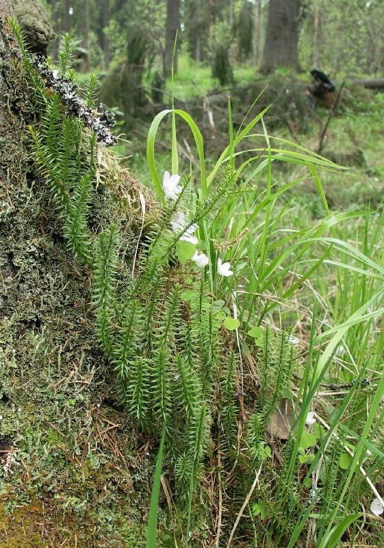 Image of Lycopodium annotinum specimen.