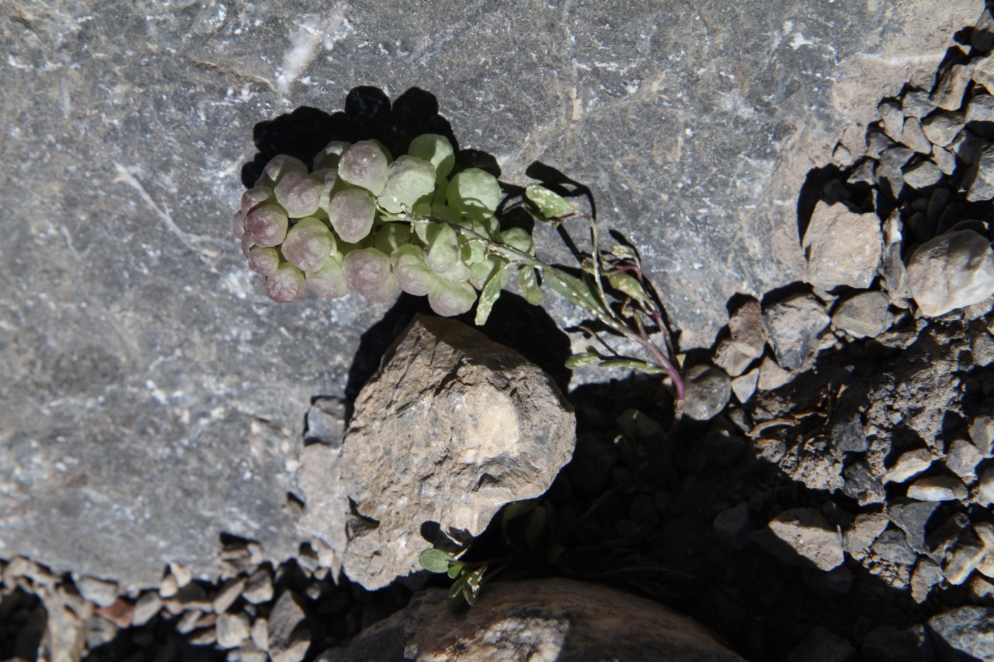 Image of Didymophysa fedtschenkoana specimen.