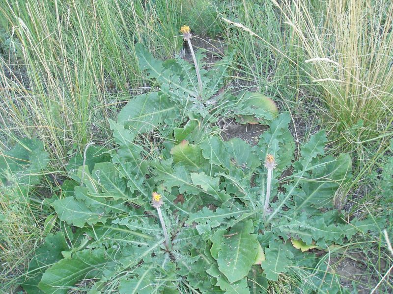 Изображение особи Taraxacum serotinum.