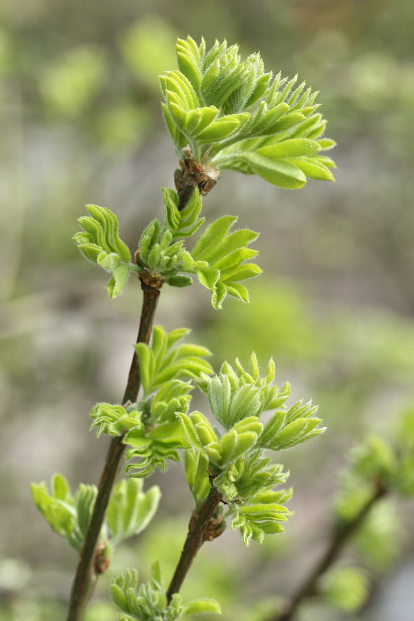 Image of Caragana arborescens specimen.