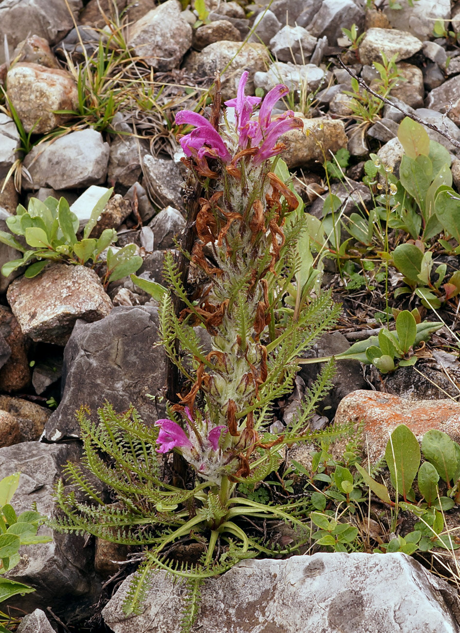 Image of Pedicularis alopecuroides specimen.