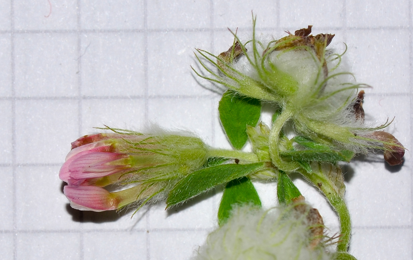 Image of Trifolium eriosphaerum specimen.