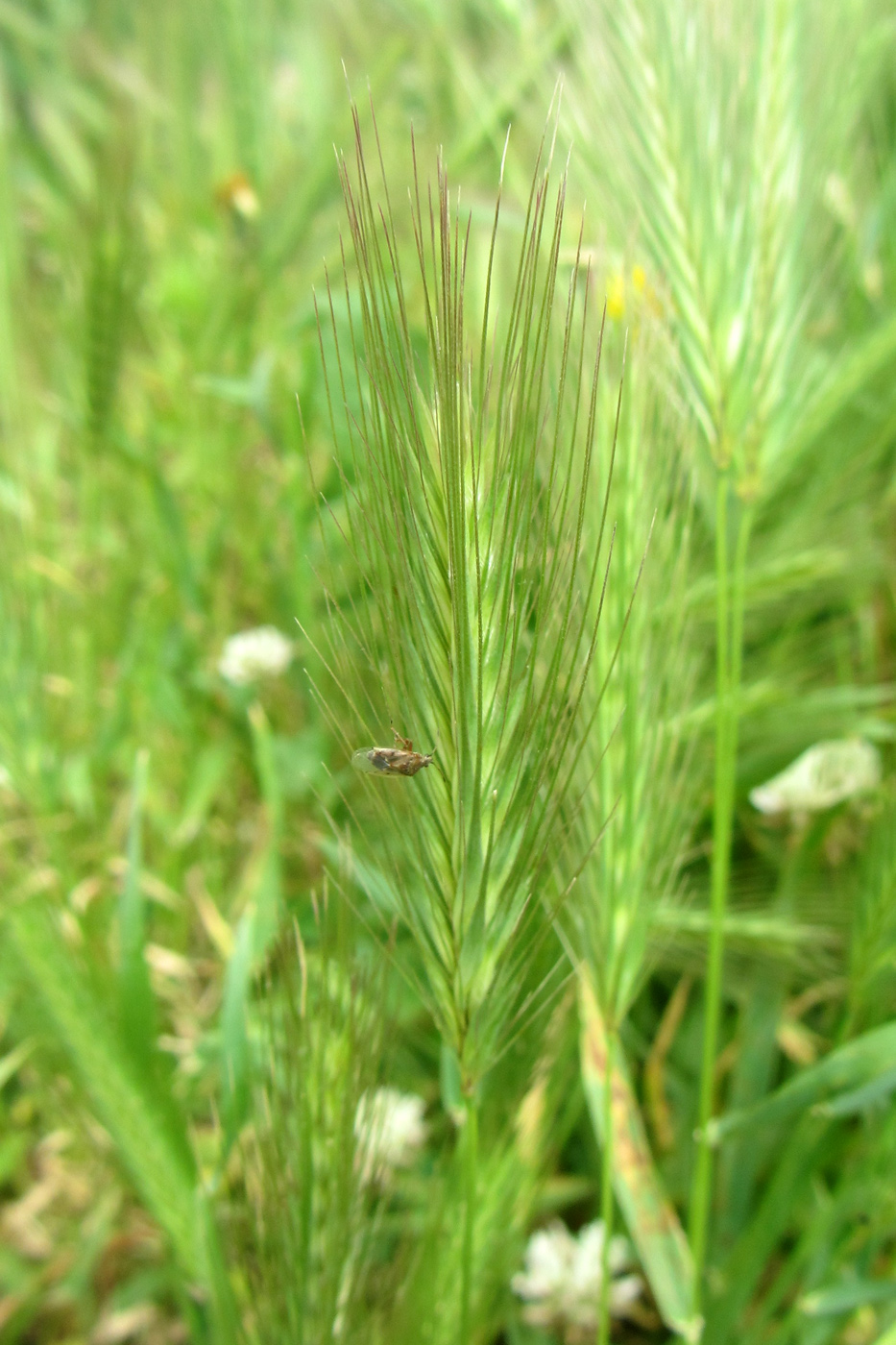 Изображение особи Hordeum murinum.