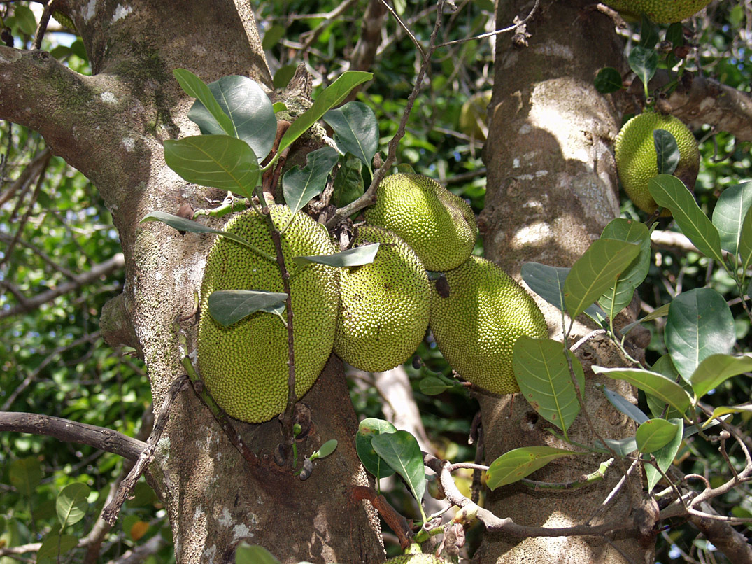 Image of Artocarpus heterophyllus specimen.