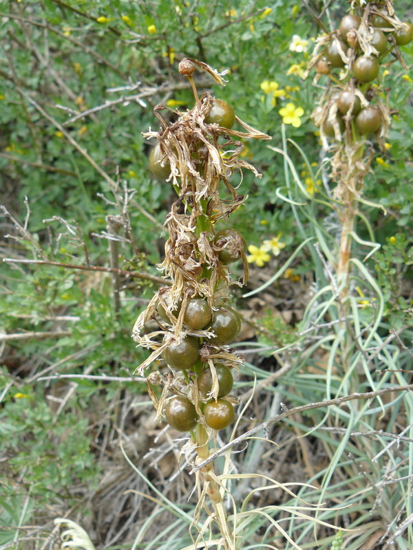 Изображение особи Asphodeline lutea.