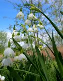 Leucojum aestivum