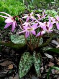 Erythronium dens-canis. Цветущие растения ('Moerheimii'). Санкт-Петербург, Петроградский р-н, Ботанический сад БИН РАН, в культуре. 08.05.2018.