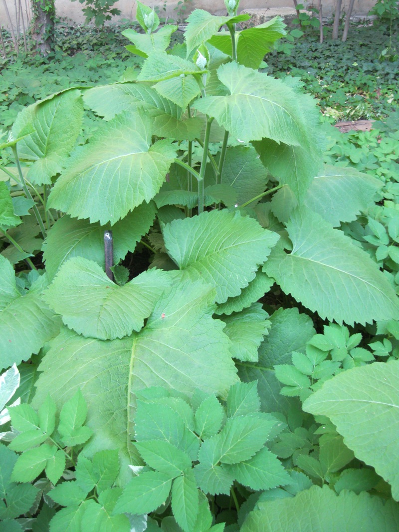 Изображение особи Telekia speciosa.