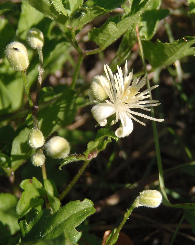 Image of Clematis vitalba specimen.