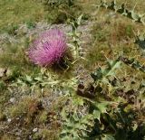 Cirsium pugnax. Верхушка цветущего растения. Кабардино-Балкария, верховья р. Малка, урочище Джилы-Су, ≈ 2400 м н.у.м. 09.09.2018.