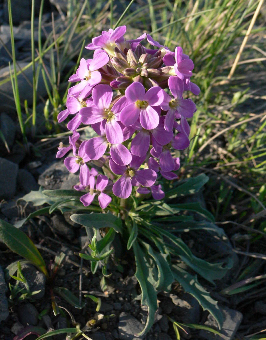 Image of Erysimum pallasii specimen.