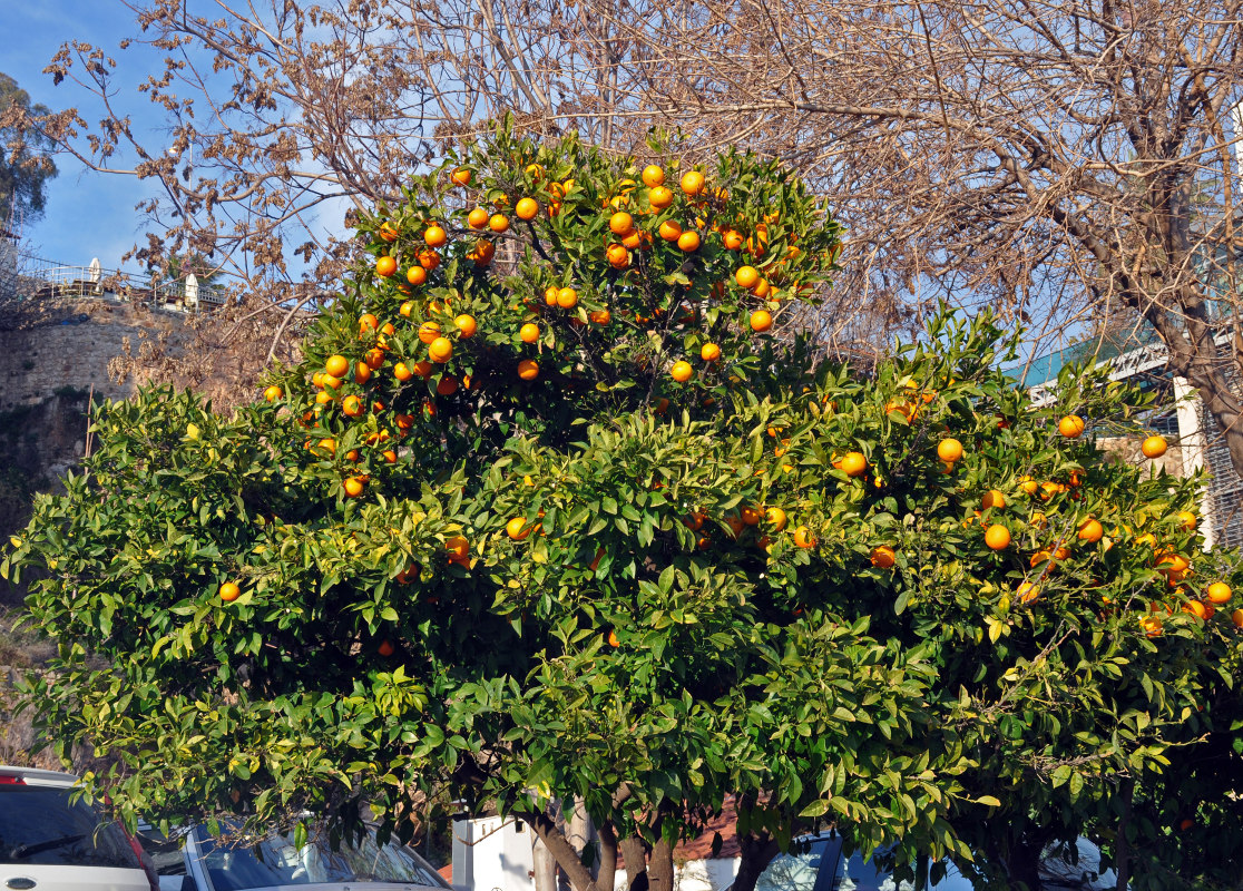 Image of Citrus sinensis specimen.