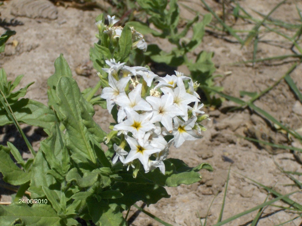 Image of Argusia sibirica specimen.