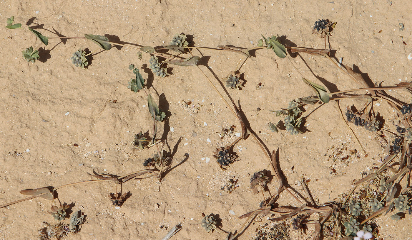 Image of Bupleurum subovatum specimen.