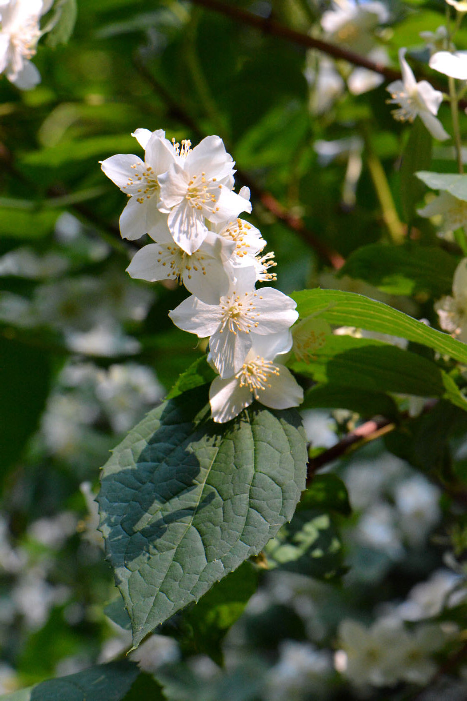 Image of Philadelphus coronarius specimen.