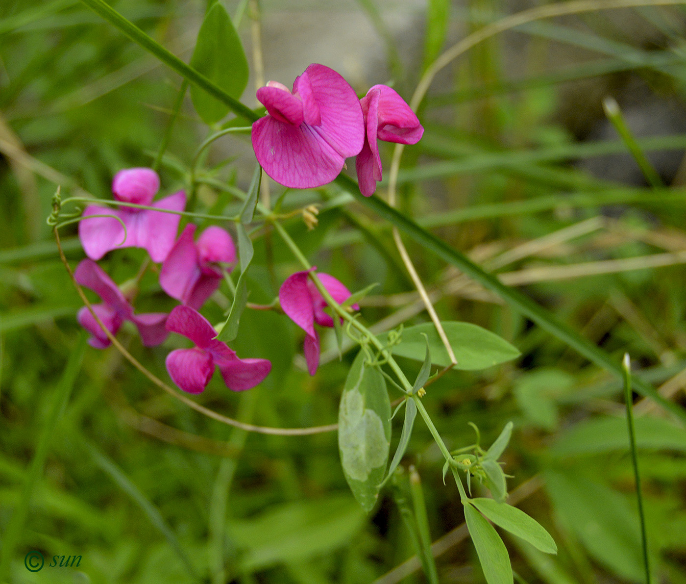 Image of Lathyrus tuberosus specimen.