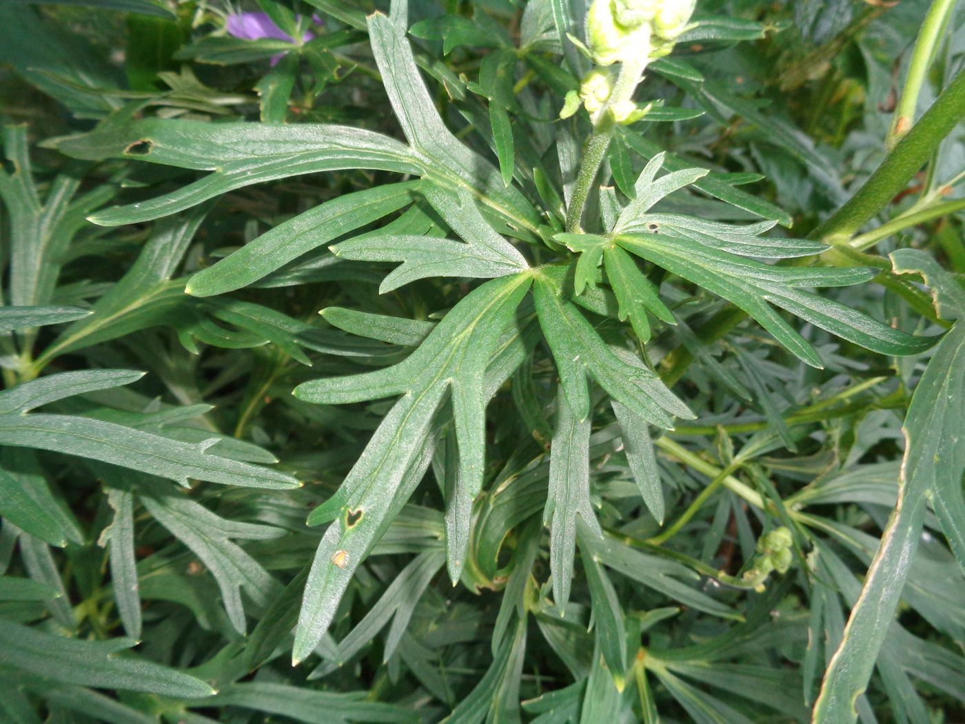 Image of Aconitum napellus specimen.