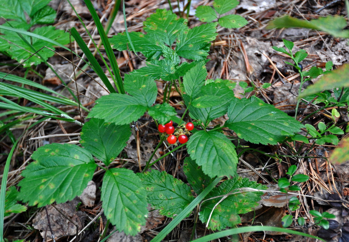 Изображение особи Rubus saxatilis.