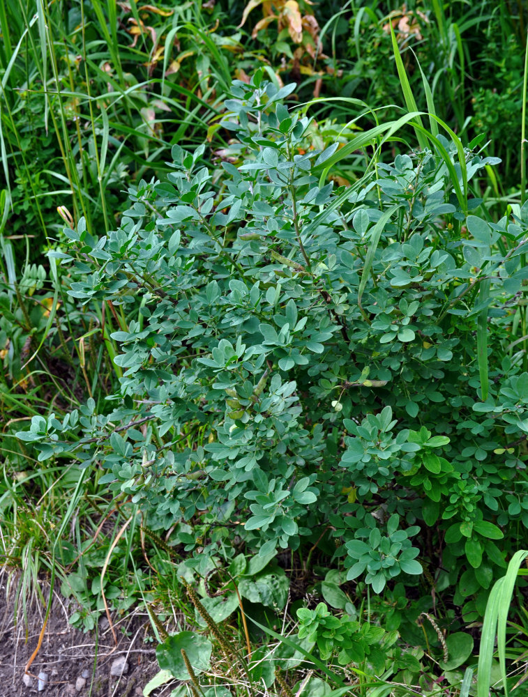 Image of Chamaecytisus ruthenicus specimen.