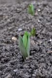 Fritillaria pallidiflora