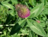 Trifolium pratense. Соцветия и листья. Сахалинская обл., Холмский р-н, перегон 77 км - Николайчук, около насыпи. 13.08.2019.