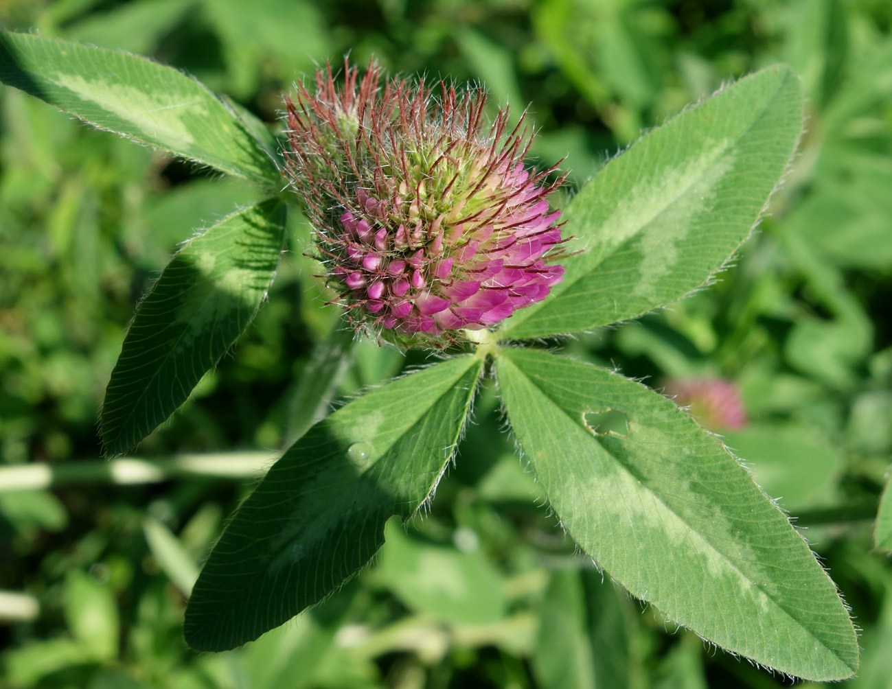 Изображение особи Trifolium pratense.