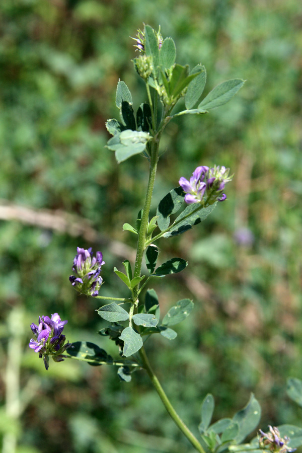 Изображение особи Medicago sativa.